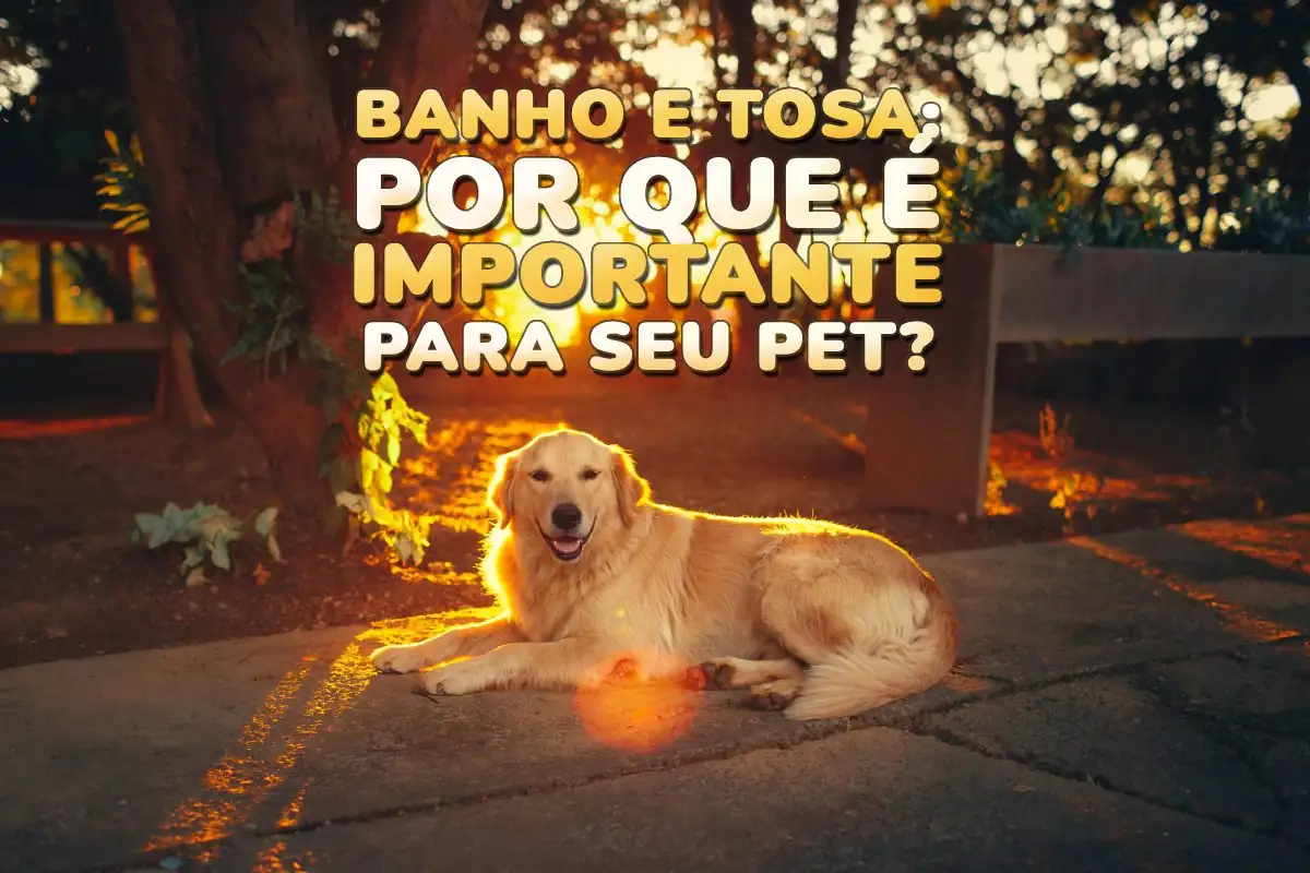 Entenda o por que a higiene com banho e tosa pet shop garante o conforto para seu animal, seu pet saudável com o banho e tosa pet shop. 
