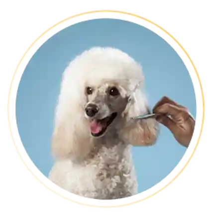Módulo | Banho e Tosa do Poodle