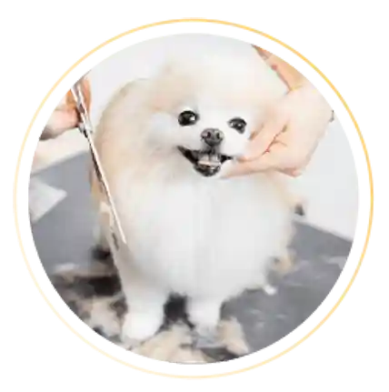 Módulo | Banho e Tosa do Micro Spitz Alemão