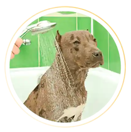 Módulo | Banho do Pit Bull