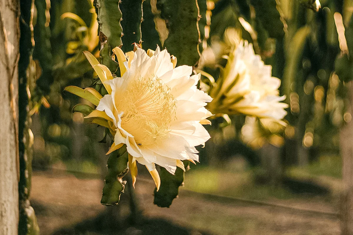 Foto de Kawê Rodrigues do Site Pexels