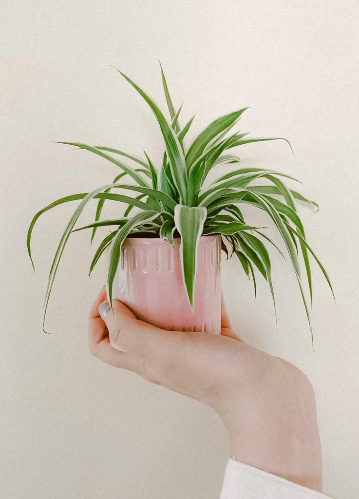 Plantas que Purificam o Ar da Casa