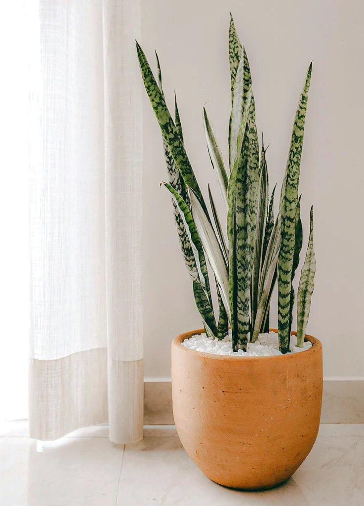 Plantas que Purificam o Ar da Casa