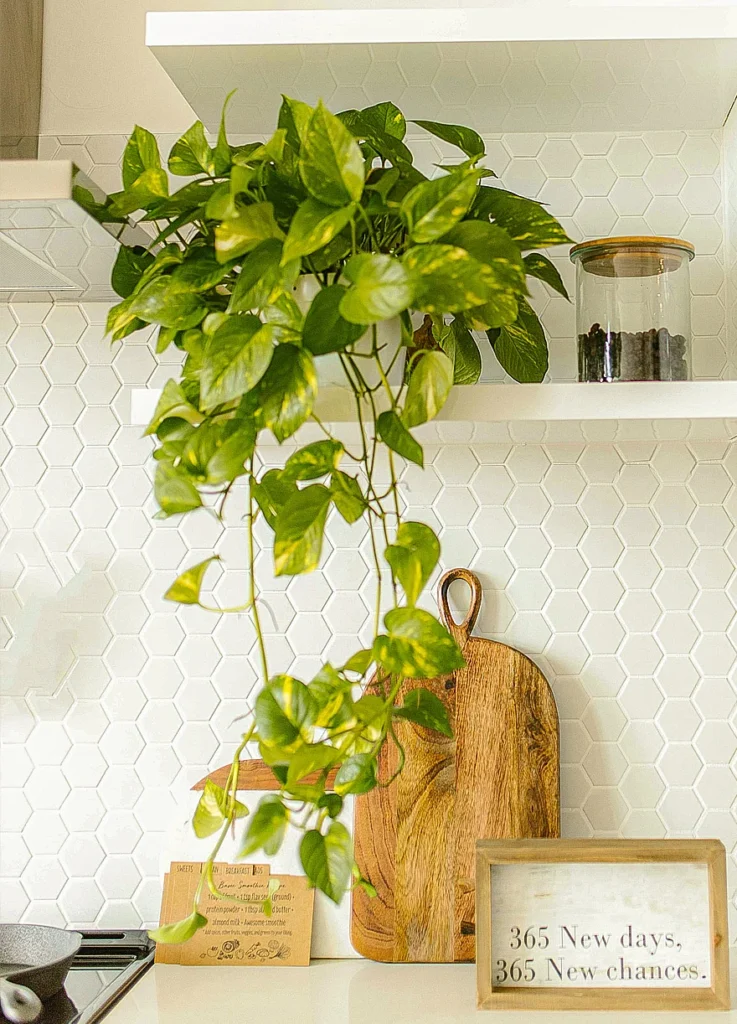 Plantas que Purificam o Ar da Casa