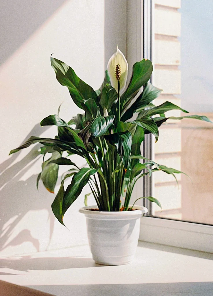 Plantas que Purificam o Ar da Casa