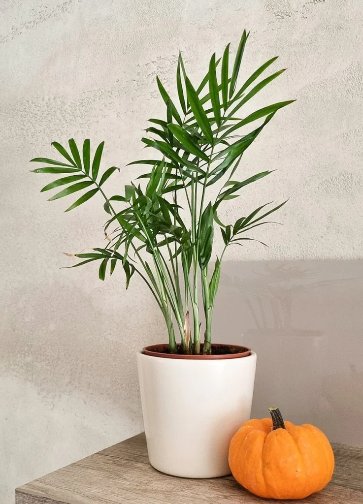 Plantas que Purificam o Ar da Casa