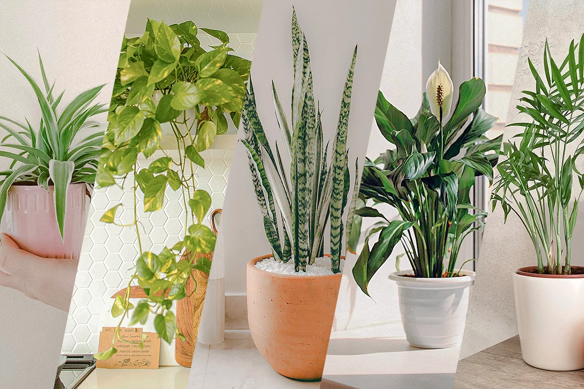 Plantas que Purificam o Ar