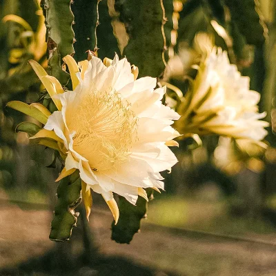 Foto de Kawê Rodrigues do Site Pexels